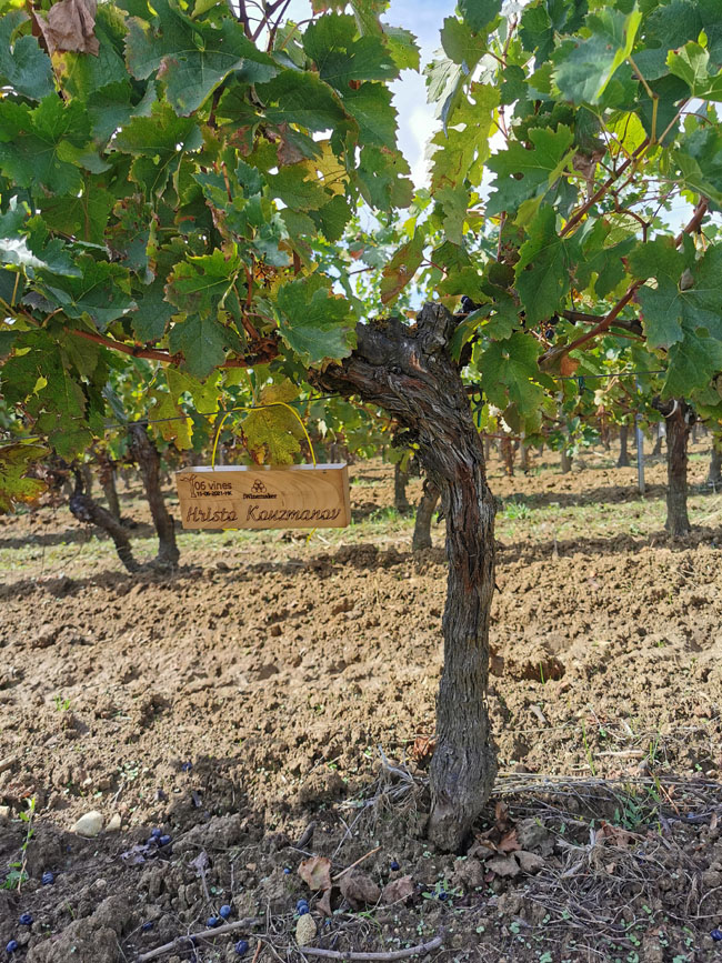 Виноградник на урожай